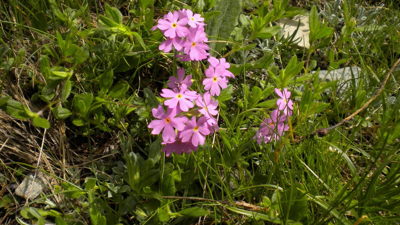 Val d''Aosta 01 - Primula cfr.farinosa